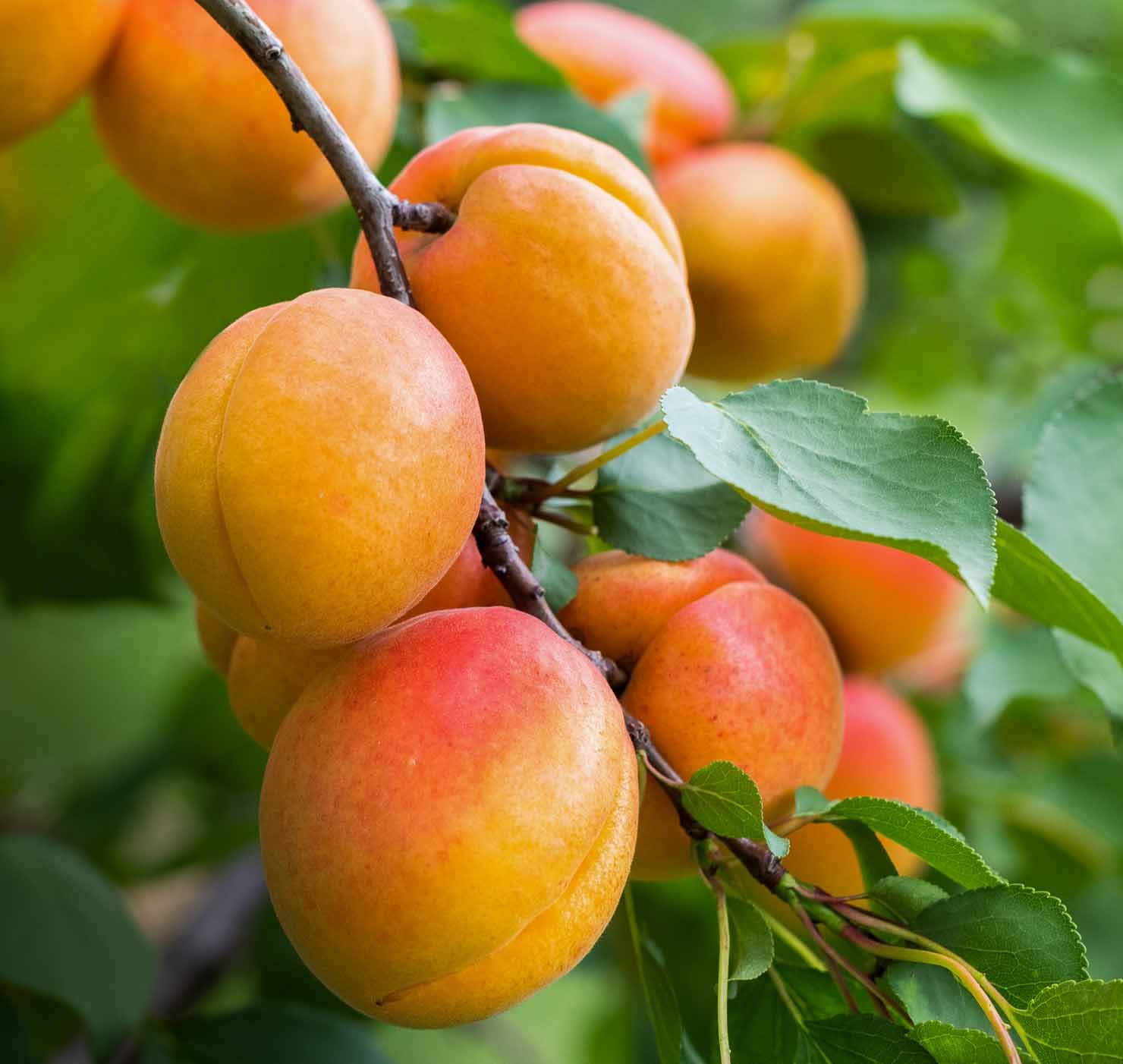 Ripe apricots in the orchard