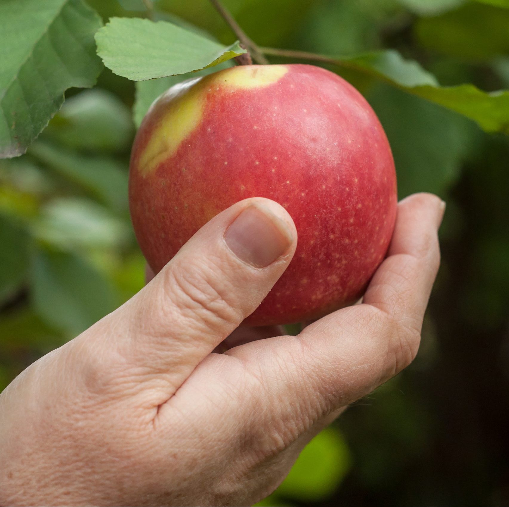 cueillette de pomme dans un verger