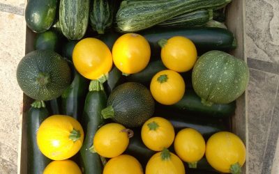La Courgette : Star de la Saison et Caméléon de Nos Assiettes